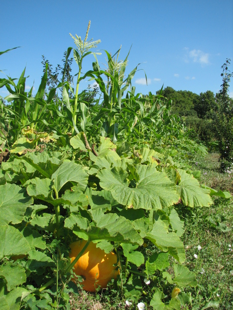 32 plants courges.JPG